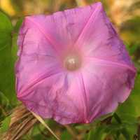 Morning Glory Flower