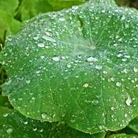 Water on a green leaf