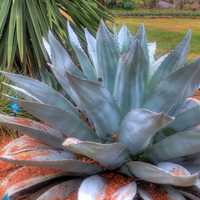 Whale's tongue agave