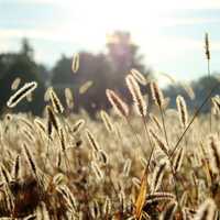Wheat Stalks growing