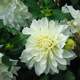 White Dahlia