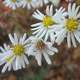 White Field Flower