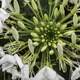 White Flower and Pollen Grains