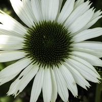 White Flower with green core