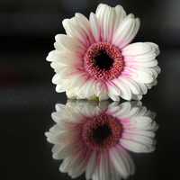 White Flower with Purple Core and reflection