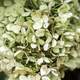 White flowers and leaves 