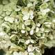 White flowers and leaves 