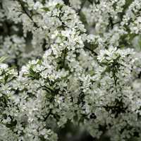 White flowers on branches