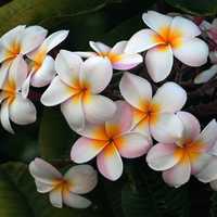 White Flowers with Orange Core