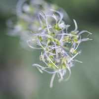 White Hairy stringy flowers