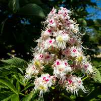 White Pink flowers