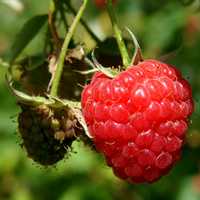 Wild Raspberry photo