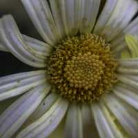 Yellow core of white flower