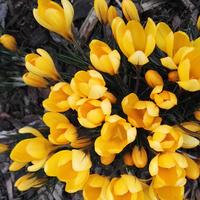 Yellow Flowers grouped together