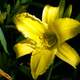 Yellow Lily Flower