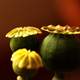 Yellow Poppy Flowers