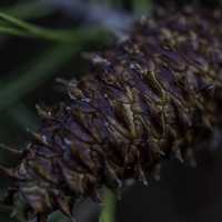 Young Pine Cone on the tree