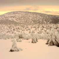 Snowy Trees in the winter landscape