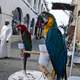 Parrots and birds on the streets in Doha, Qatar