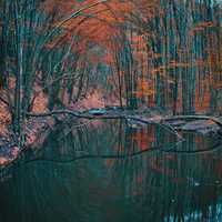 Forest and Pond in Romania