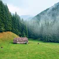 Mountain and Forest landscape in Romania