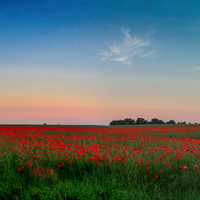 Red poppies in the field