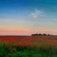 Red poppies in the field