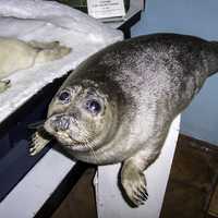 Baikal Seal, endemic to lake Baikal