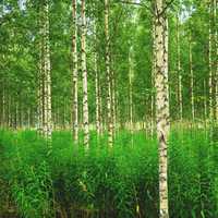 Birch Forest in Russia