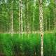 Birch Forest in Russia