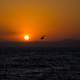 Sunset over the water with a bird flying in Vladivostok, Russia