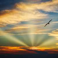 Bird flying in the sky with evening light