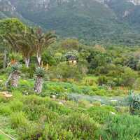 Aloe garden landscape in Cape Town, South Africa