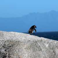 Penguin on the rocks around Cape Town, South Africa