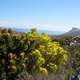 Peninsula Sandstone Fynbos growing in Table Mountain National Park in Cape Town, South Africa