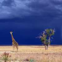 Giraffe in the landscape with Lightning in the Background