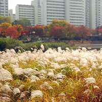 Gardens in Yongin, South Korea