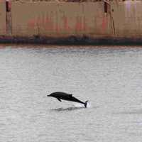 Dolphin Jumping out of the Water at Gijon, Spain