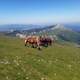 Horses on the high grasslands