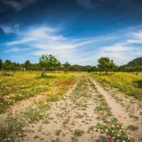 Ibiza Landscapes and lovely Orchard