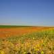 Yellow flowers landscape in Spain