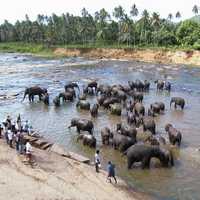 Herd of Elephants washing in the river in Sri Lanka