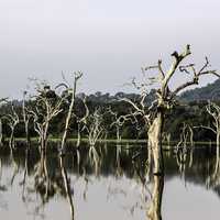Trees in the lake landscape in Sri Lanka