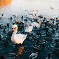 Geese and ducks in the pond in Stockholm, Sweden