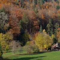 Autumn Trees in Kloster Schönthal, Langenbruck, Switzerland