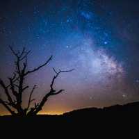 Stars, night, and galaxy over a old tree in Frenkendorf, Switzerland