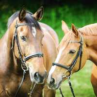 Swiss Horses