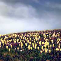 Yellow Tulip Field in Switzerland