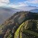 Tea Plantations on the side of the hill