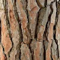 Tree Bark Texture